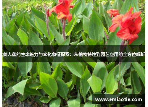 美人蕉的生态魅力与文化象征探索：从植物特性到园艺应用的全方位解析